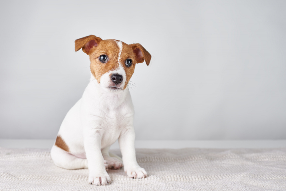 Jonu’s Jr Kennel: L’Allevamento di Jack Russell Terrier a Roma